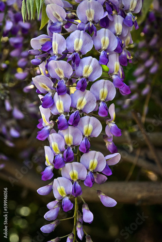 spring fragrant purple acacia flowers
