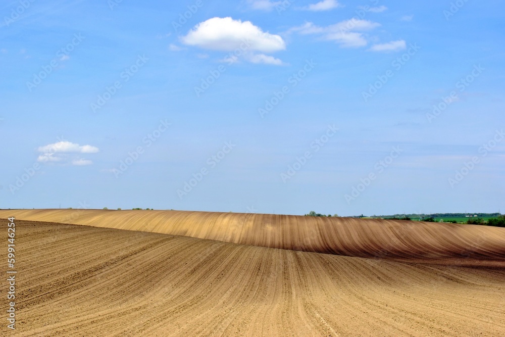 freshly tilled yellow brown farm field. undulating hilly rural land. abstract perspective view. blue sky. white clouds. nature and outdoors. farming and agriculture. grooved ploughed soil texture