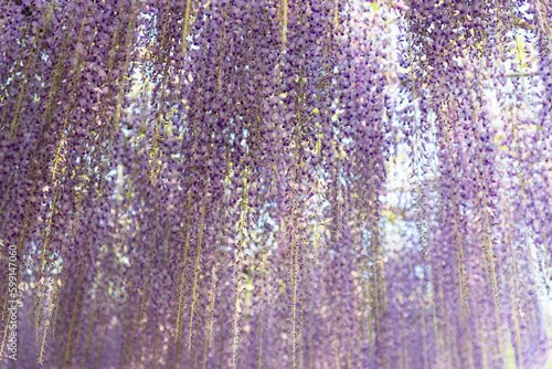 Photography Beautiful wisteria illumination in Ashikaga Flower Park, Tochigi prefecture, Jap