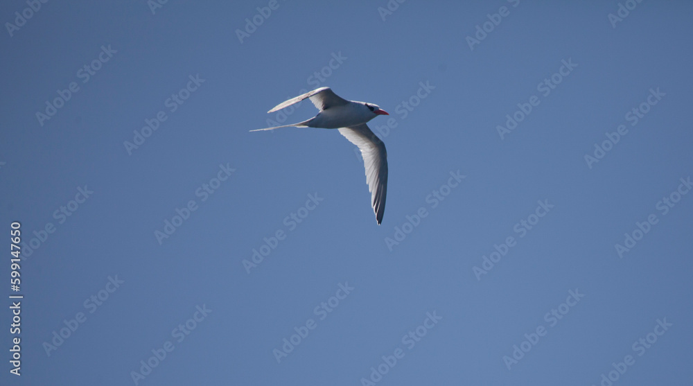 White-tailed tropicbird against blue sky White-tailed tropicbird against blue sky