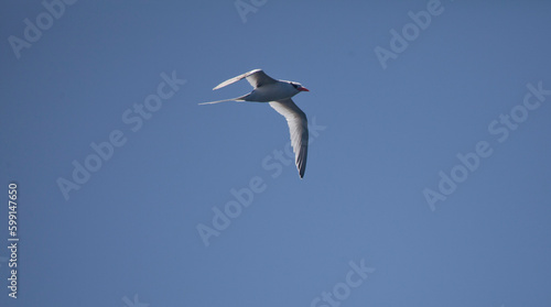 White-tailed tropicbird against blue sky
