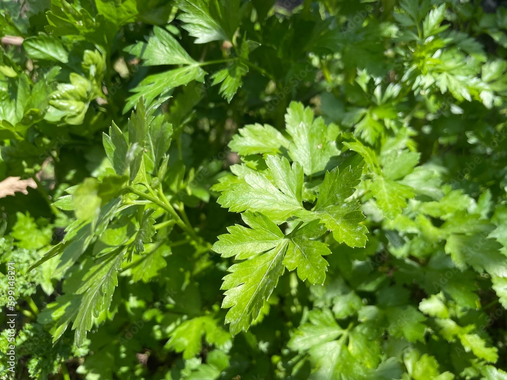 家庭菜園 家庭菜園