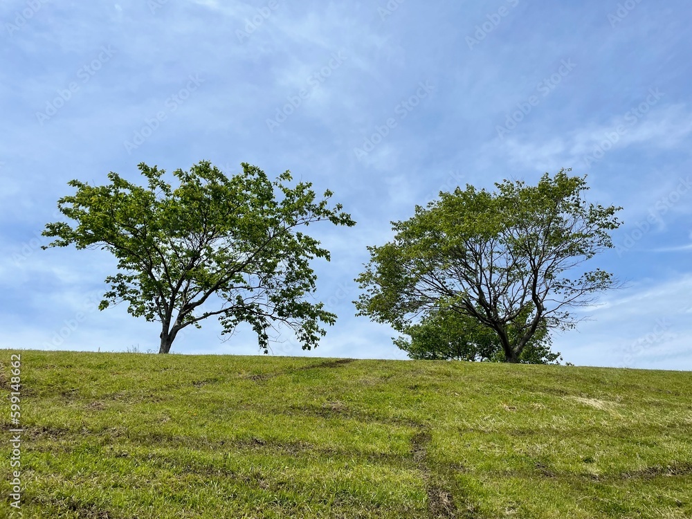 Fototapeta premium 緑の多い公園