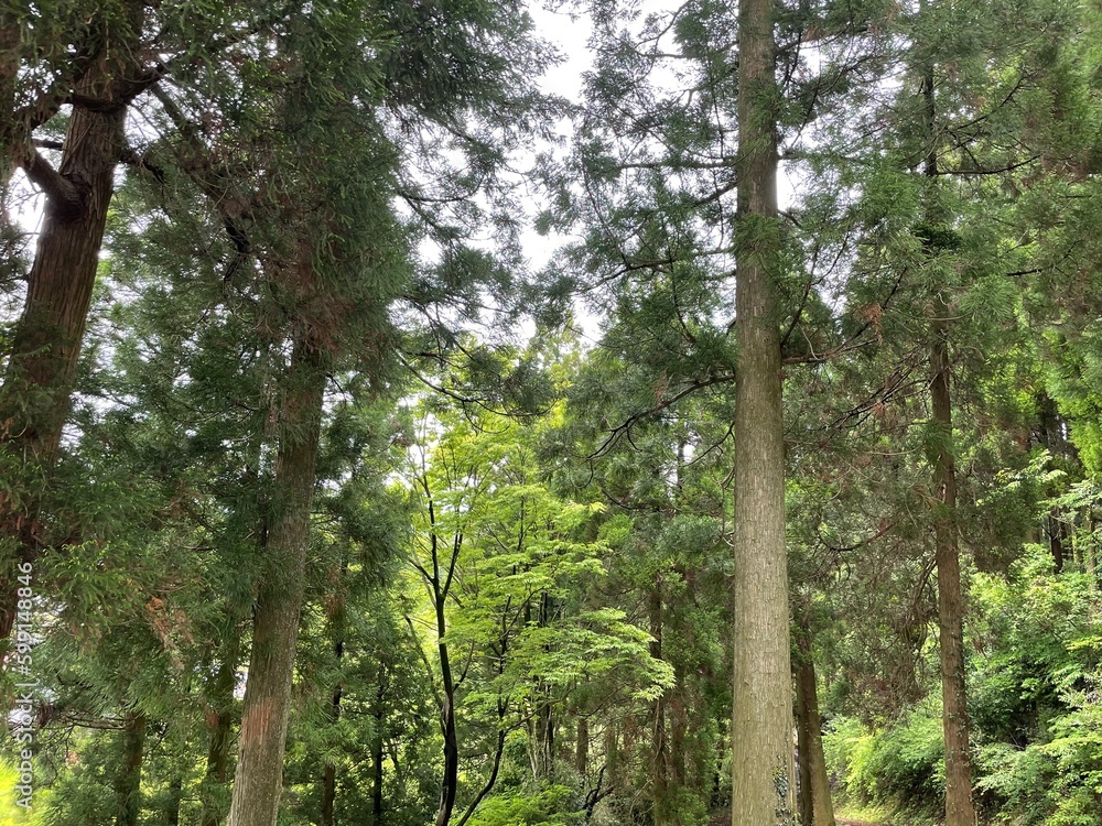 Fototapeta premium 緑の多い公園