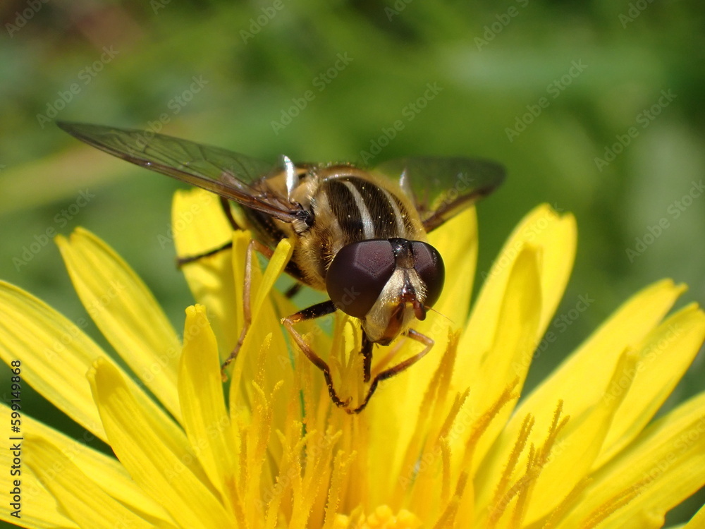 Hover fly on yellow flower