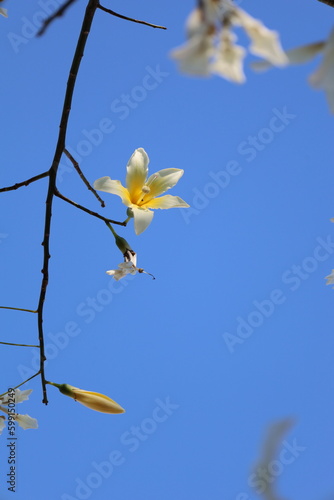 Beautiful Flowers in Blue Sky