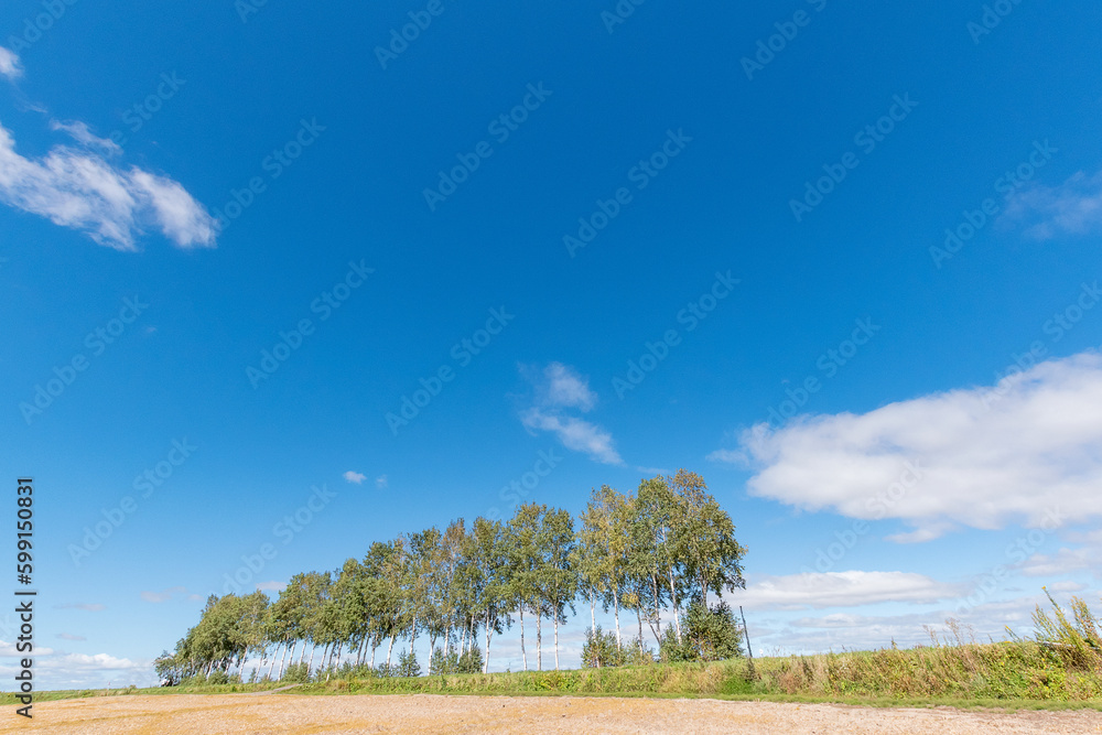 Obraz premium 北海道 美瑛の風景