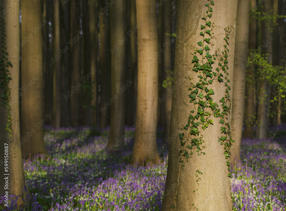 Beautiful view of the blue forest, Hallerbos Beautiful view of the blue forest, Hallerbos