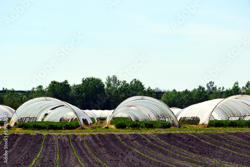 Clear plastic poly film greenhouse tent for vegetables, fruits and other plants. farm land with green grassy field. light blue sky. spring scene. organic food product. green trees in the background