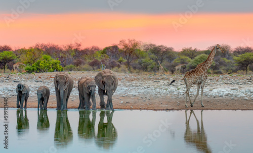 Photography Amazing giraffe walking across the African savannah - Amazing african elephants