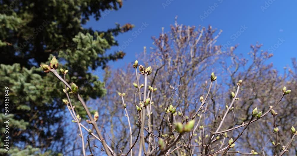 leafless trees in sunny weather in spring, tree branches without foliage in early spring leafless trees in sunny weather in spring, tree branches without foliage in early spring