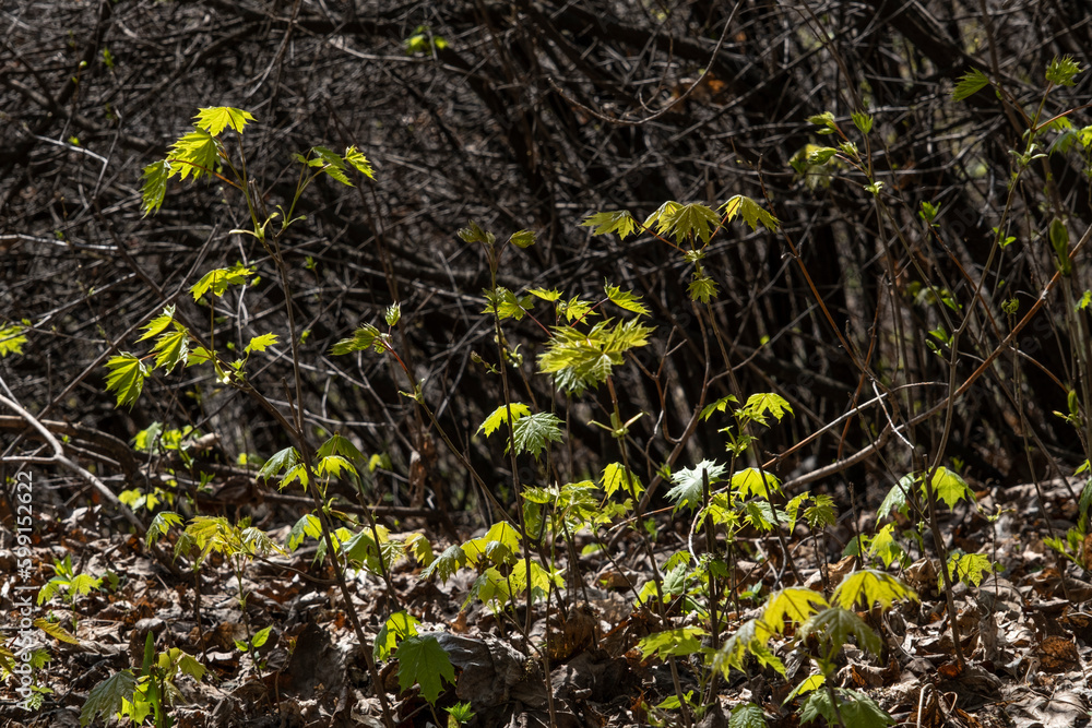 the first young maple leaves in the spring forest on a sunny day the first young maple leaves in the spring forest on a sunny day
