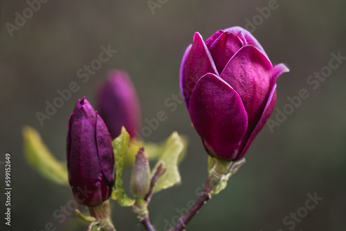 A close up photograph of a magnolia genie flower. There are two out of focus heads in the picture at various stages of opening.