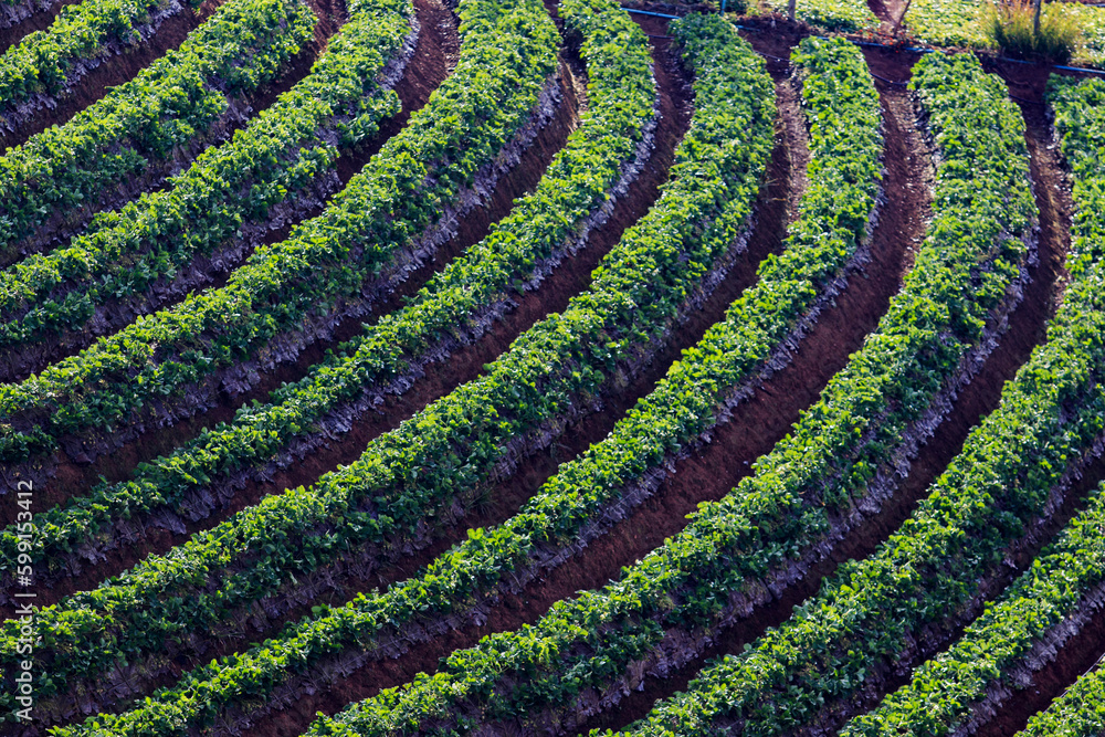 strawberry plantation in high mountain chiangmai northern of thailand