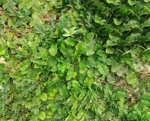 green ivy leaves background 