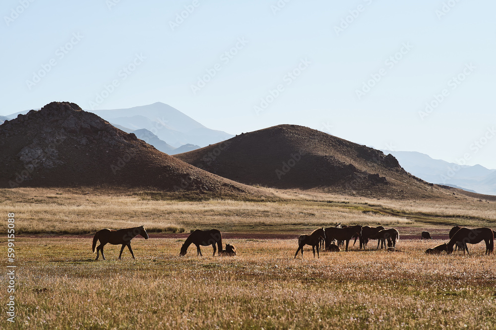 Horses standing on field, hills on the background