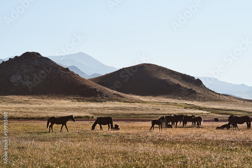 Horses standing on field  hills on the background