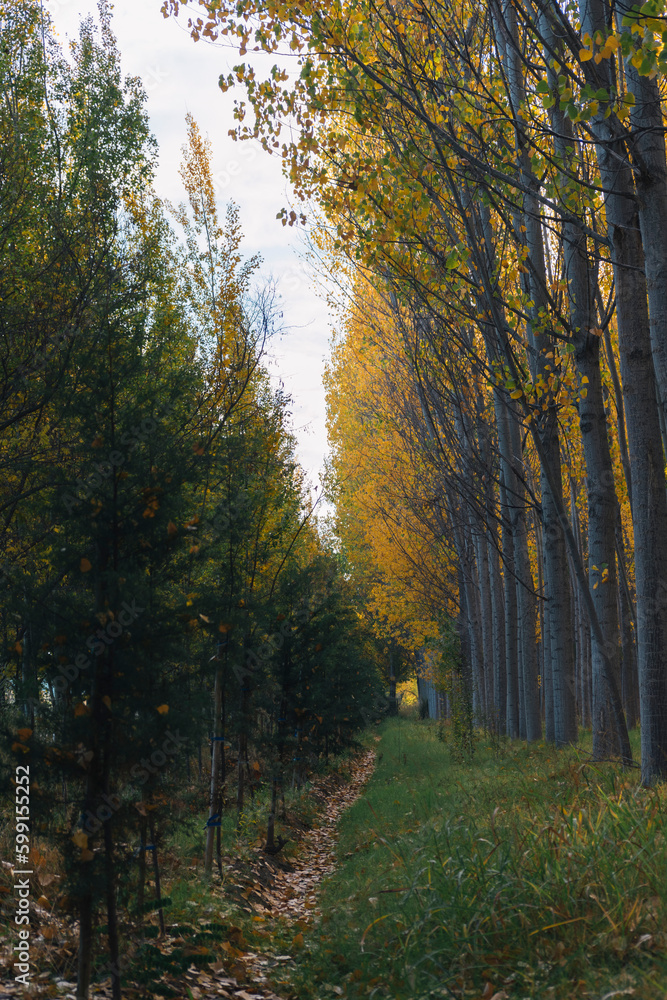 Fototapeta premium autumn road in poplar forest