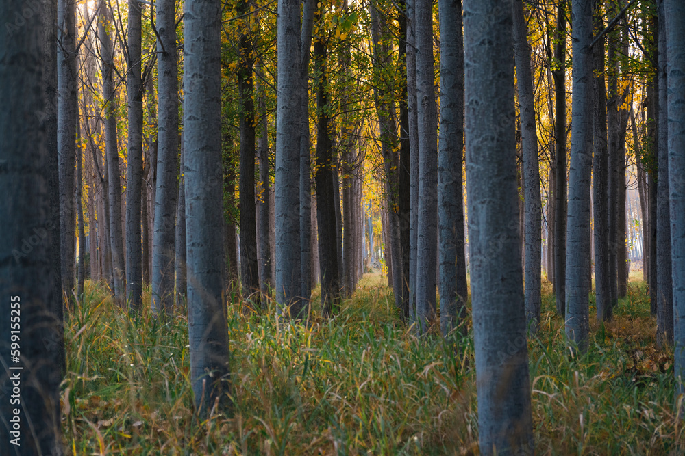 Fototapeta premium sun illuminating over poplar forest in autumn