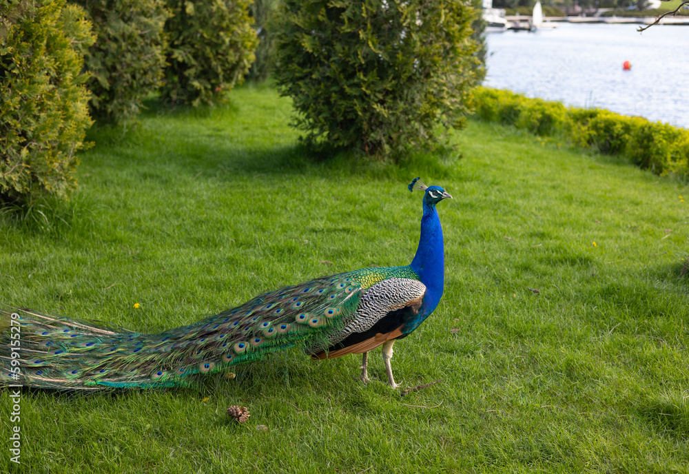 Obraz premium Peacock on green grass background.