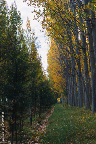 autumn road in poplar forest