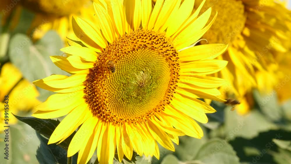 Yellow blooming flower with honey bee. Provence in France. Slow motion Yellow blooming flower with honey bee. Provence in France. Slow motion