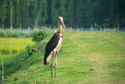 Lesser adjutant stork searching for food