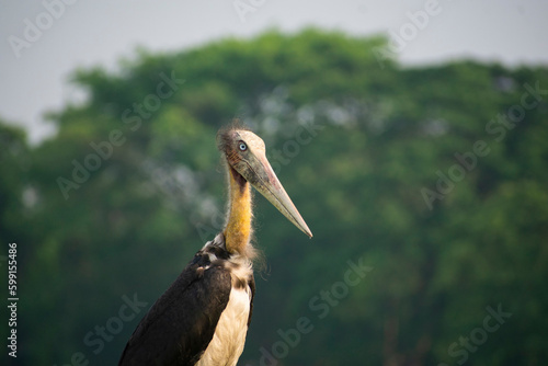 Εκτύπωση καμβά Lesser adjutant stork searching for food