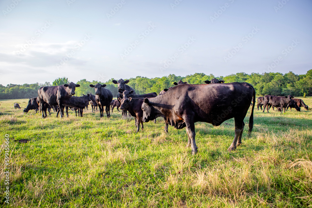 Cattle on livestock ranch in Texas Cattle on livestock ranch in Texas
