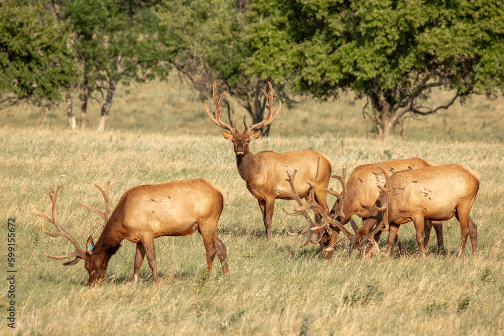 Elk raised on livestock ranch in Kansas Elk raised on livestock ranch in Kansas