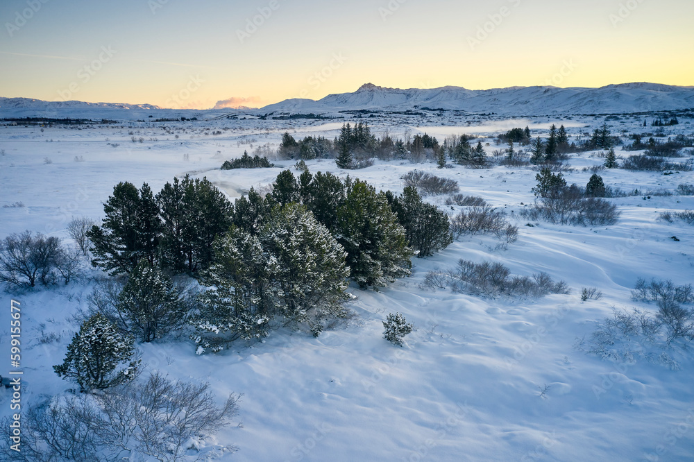 Coniferous trees and snow covered mountain