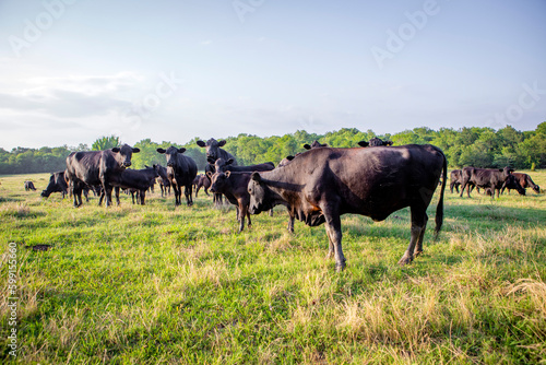 Cattle on livestock ranch in Texas