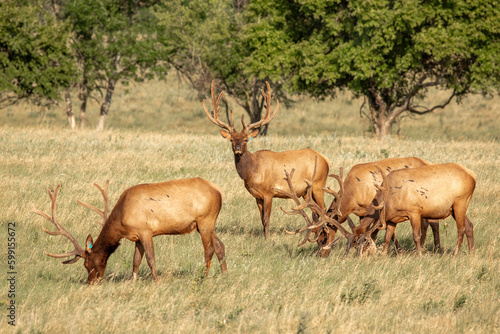 Elk raised on livestock ranch in Kansas