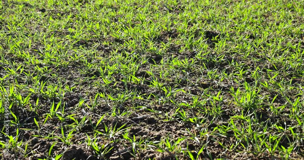 green wheat sprouts in early spring, green winter wheat in the field in sunny weather in early spring green wheat sprouts in early spring, green winter wheat in the field in sunny weather in early spring