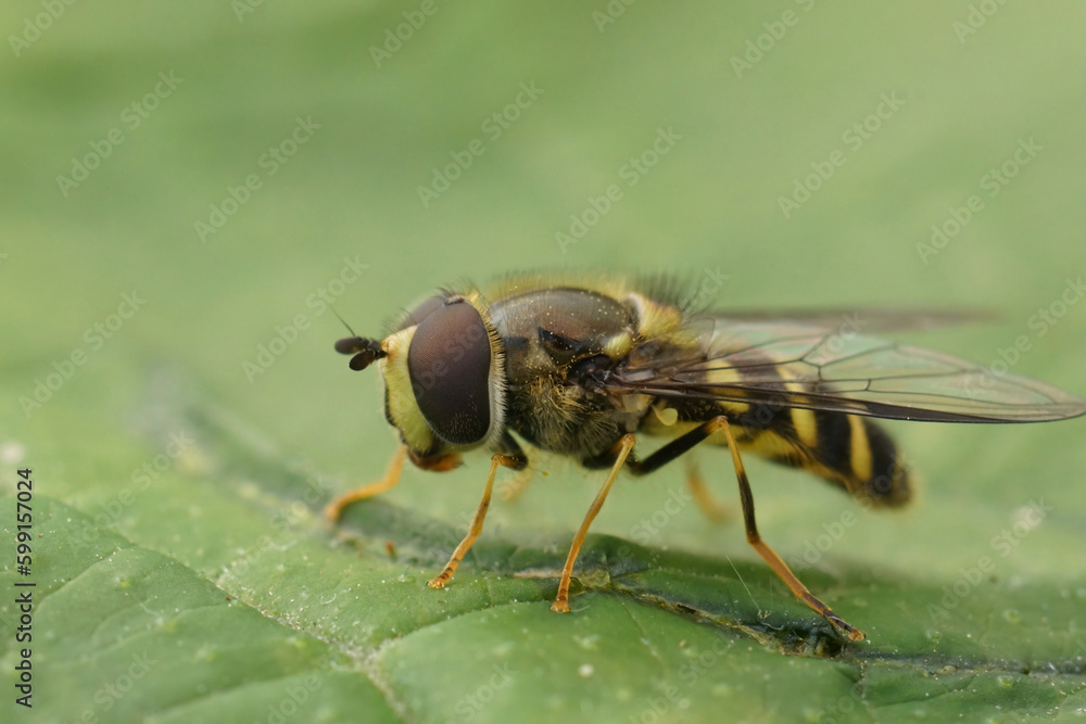 Closeup on a European Stripe-backed Fleckwing hoverfly, Dasysyrphus albostriatus, sitting on a green leaf Closeup on a European Stripe-backed Fleckwing hoverfly, Dasysyrphus albostriatus, sitting on a green leaf