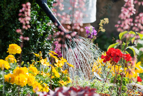 Flowers are watered by woman with watering can in flower garden, worker cares about flowers in garden, floriculture and flower planting concept