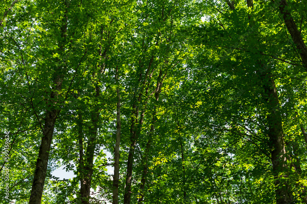Green forest trees sun. Mysterious summer landscape. Tall beech trees illuminated by the bright morning sun. No people, a walk in the fresh air. Beautiful natural background. The concept of ecology. Green forest trees sun. Mysterious summer landscape. Tall beech trees illuminated by the bright morning sun. No people, a walk in the fresh air. Beautiful natural background. The concept of ecology.