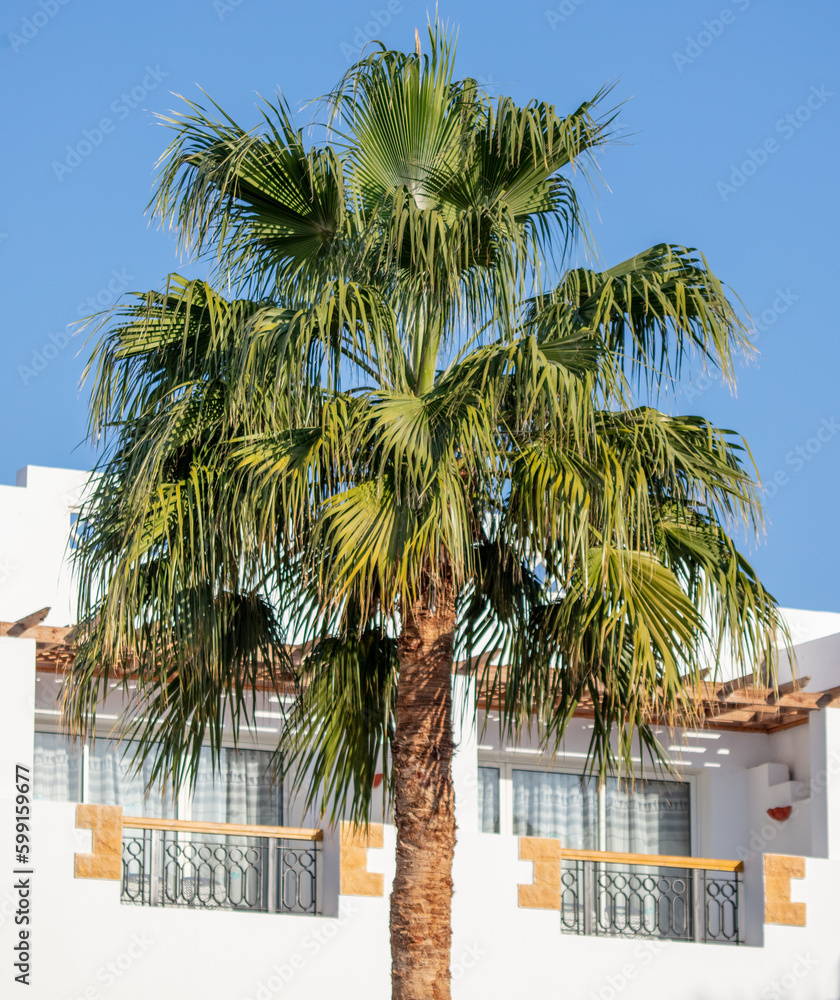 Fototapeta premium Palm tree near the building against the blue sky.