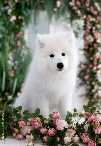 samoyed puppy on spring background with english roses