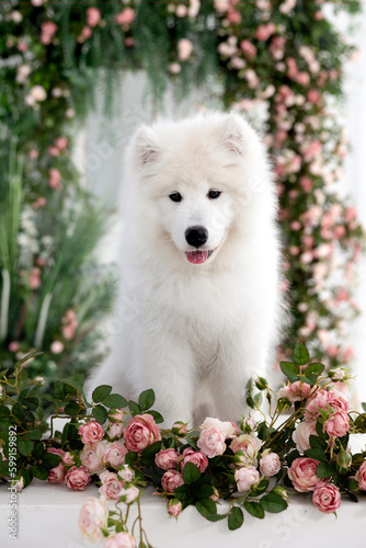 samoyed puppy on spring background with english roses