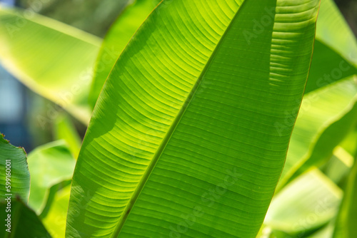 Green banana leaves in tropical nature
