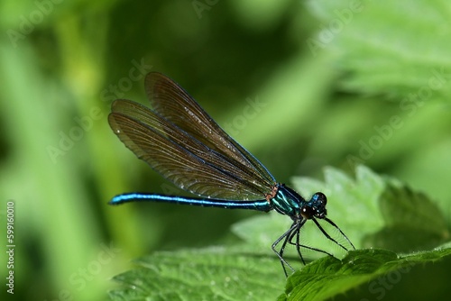 demoiselle bleue ailes ouvertes © Guy Pracros