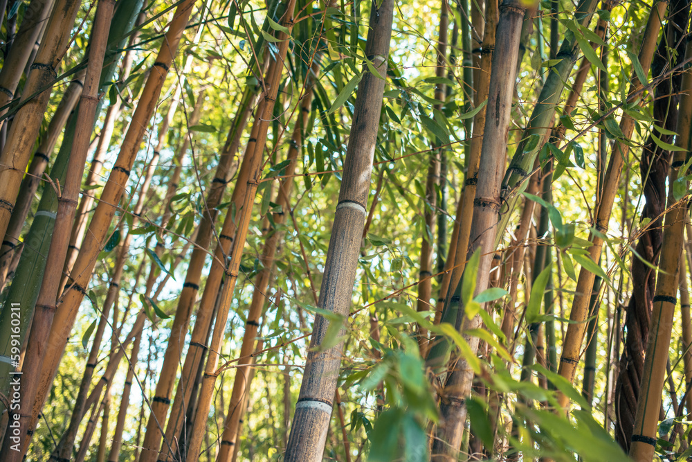 Fototapeta premium Thickets of bamboo in tropical nature