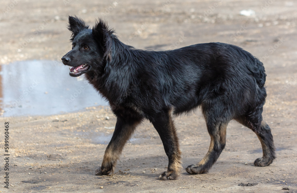Black mongrel dog standing on the sand and looking at the camera Black mongrel dog standing on the sand and looking at the camera