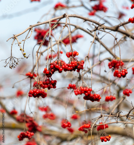 Red rowan berries on the branches of a tree in winter
