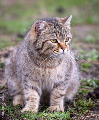 European Shorthair cat on the ground in nature. Selective focus. © schankz