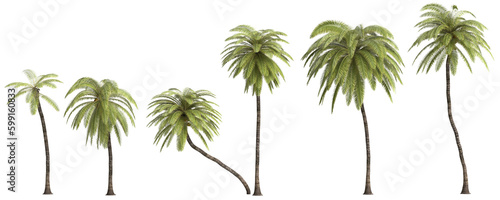 3d illustration of set African oil palm isolated on transparent background
