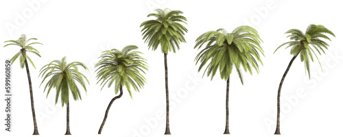 3d illustration of set African oil palm isolated on transparent background