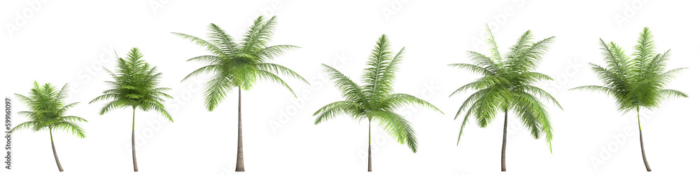 3d illustration of set foxtail palm isolated on transparent background