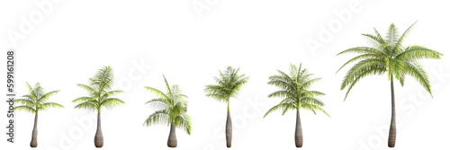 3d illustration of set Bottle Palm isolated on transparent background